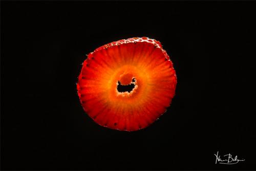 Fruits-29